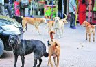 The Struggle for Morning Exercise in Srinagar: A Battle Between Health and Street Dogs