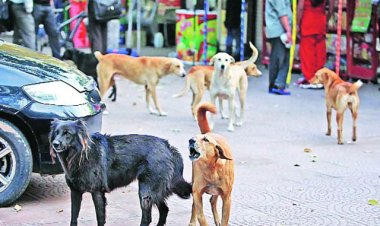 The Struggle for Morning Exercise in Srinagar: A Battle Between Health and Street Dogs