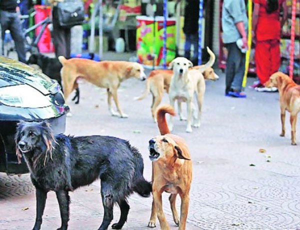 The Struggle for Morning Exercise in Srinagar: A Battle Between Health and Street Dogs