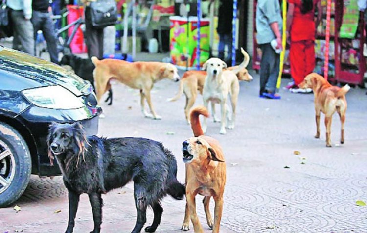 The Struggle for Morning Exercise in Srinagar: A Battle Between Health and Street Dogs